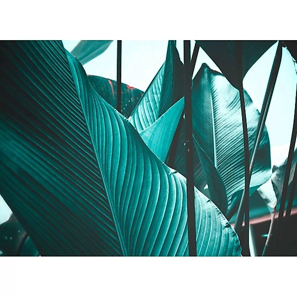 Fototapete Blätter Palmen Grün Blau 3,50 m x 2,55 m FSC® günstig online kaufen