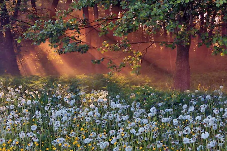 Papermoon Fototapete »LÖWENZAHN-FELD WIESE PUSTEBLUME KRAUT BLUME WALD NEBE günstig online kaufen