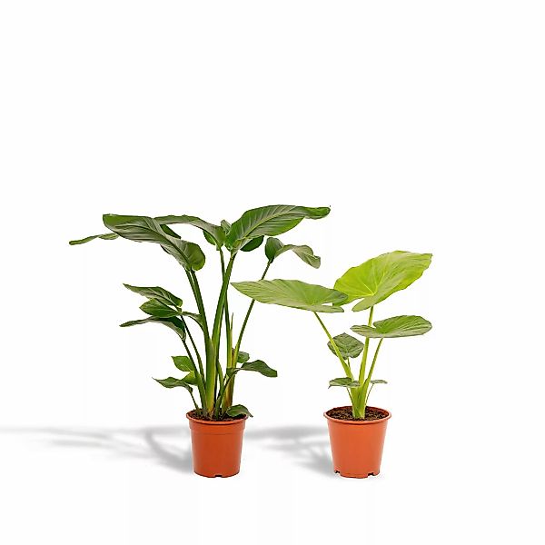 Hello Plants | Set mit 2 Zimmerpflanzen Strelitzia & Alocasia günstig online kaufen