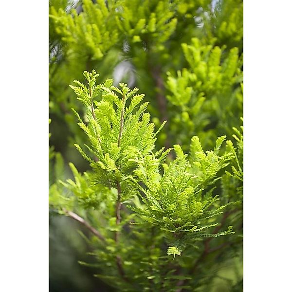 Taxodium Distichum Peve Minaret Sumpfzypresse Kompakt 125 cm Stammhöhe günstig online kaufen