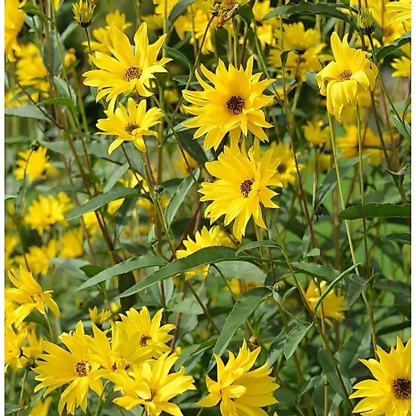 Stauden-Sonnenblume Miss Mellish - Helianthus,aetifolius günstig online kaufen
