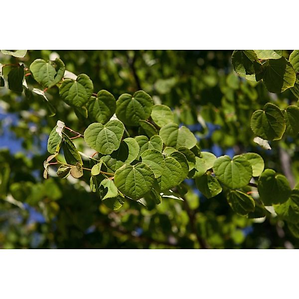 Cercidiphyllum Japonicum Glowball Katsurabaum 150 cm Stammhöhe günstig online kaufen