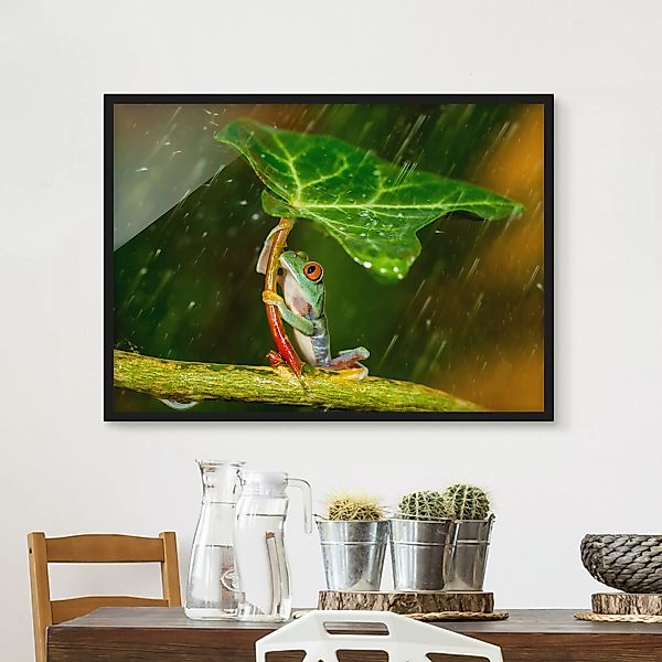 Bild mit Rahmen Tiere - Querformat Ein Frosch im Regen günstig online kaufen