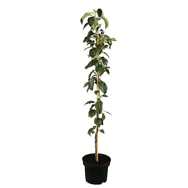 GROW by OBI Bio Säulenapfel Gelb-Rot Höhe ca. 40 - 60 cm Topf ca. 7,5, günstig online kaufen