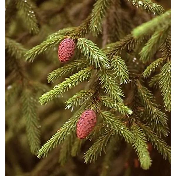 Kaukasus Fichte Sapindus Fichte 30-40cm - Picea Orientalis günstig online kaufen