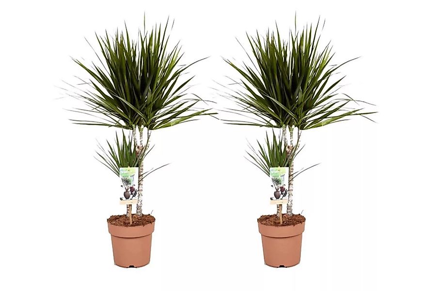 Perfect Plant | 2er Set Dracaena Marginata günstig online kaufen