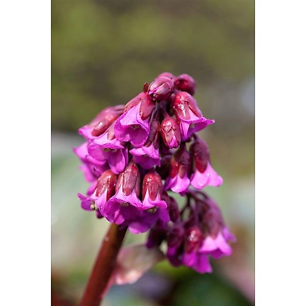 Bergenia Cordifolia Admiral Herzblatt Bergenie Ca. 11x11 cm Topf günstig online kaufen