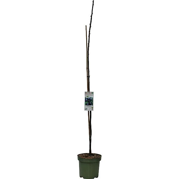 GROW by OBI Bio Säulenpflaume Höhe ca. 40 - 60 cm Topf ca. 7,5 l günstig online kaufen