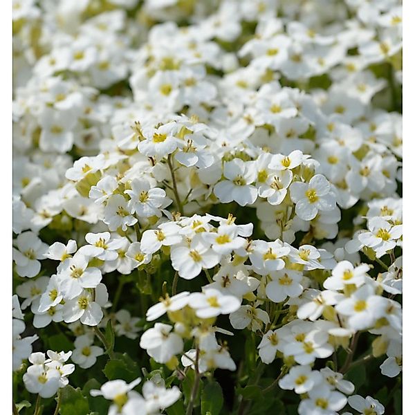 Gänsekresse Schneehaube - Arabis caucasica günstig online kaufen