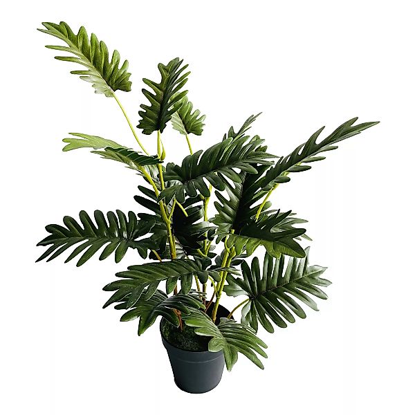 Philodendron i. Topf ca. 60cm, grün günstig online kaufen