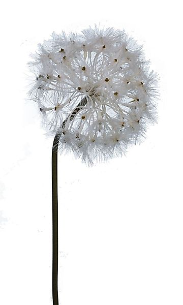 Kunstzweig Löwenzahnzweig ca. 89 cm hoch, günstig online kaufen