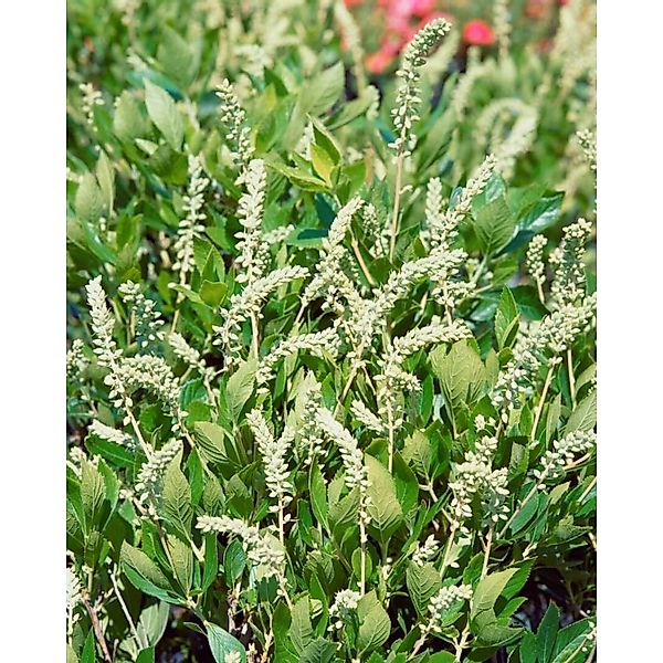 Clethra Alnifolia Hummingbird Scheineller Weiß 40–60 cm günstig online kaufen