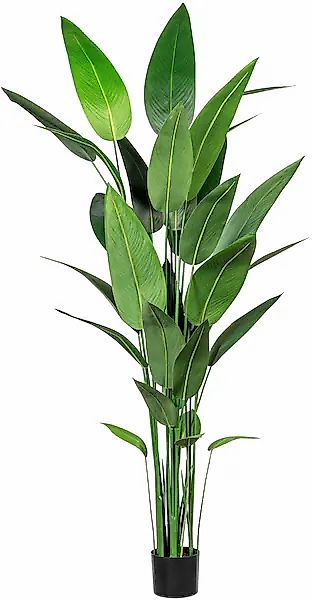 Künstliche Zimmerpflanze Wassercanna Wassercanna, Creativ green, günstig online kaufen
