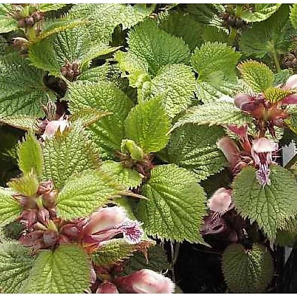 Große Waldnessel - Lamium orvala günstig online kaufen