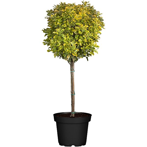 OBI Japanischer Spindelstrauch Elegantissimus Aureus Höhe ca.65 cm Topf ca. günstig online kaufen