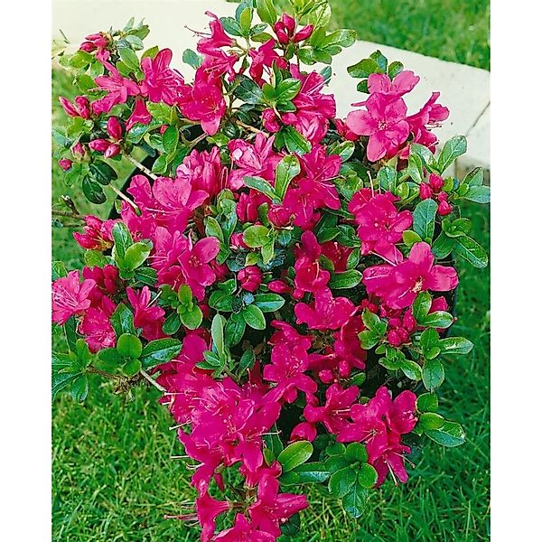 Rhododendron Obtusum Rubinetta Azalee Rubinrot 20–25 cm günstig online kaufen