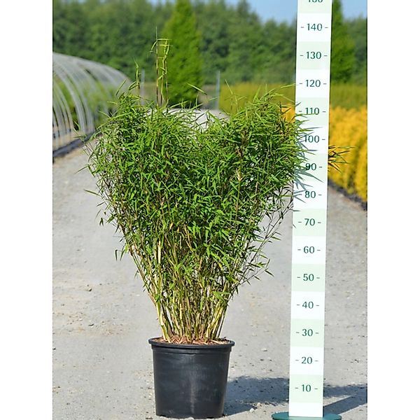 Gartenbambus Panda Topf-Ø ca. 34 cm Fargesia günstig online kaufen