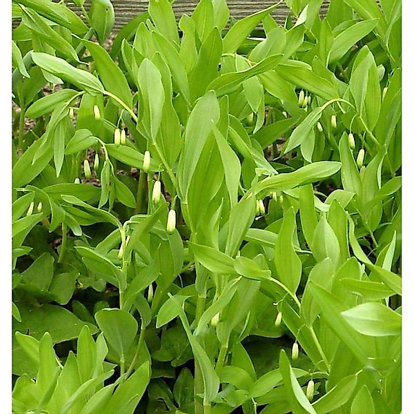 Duftender Salomonssiegel - Polygonatum odoratum günstig online kaufen