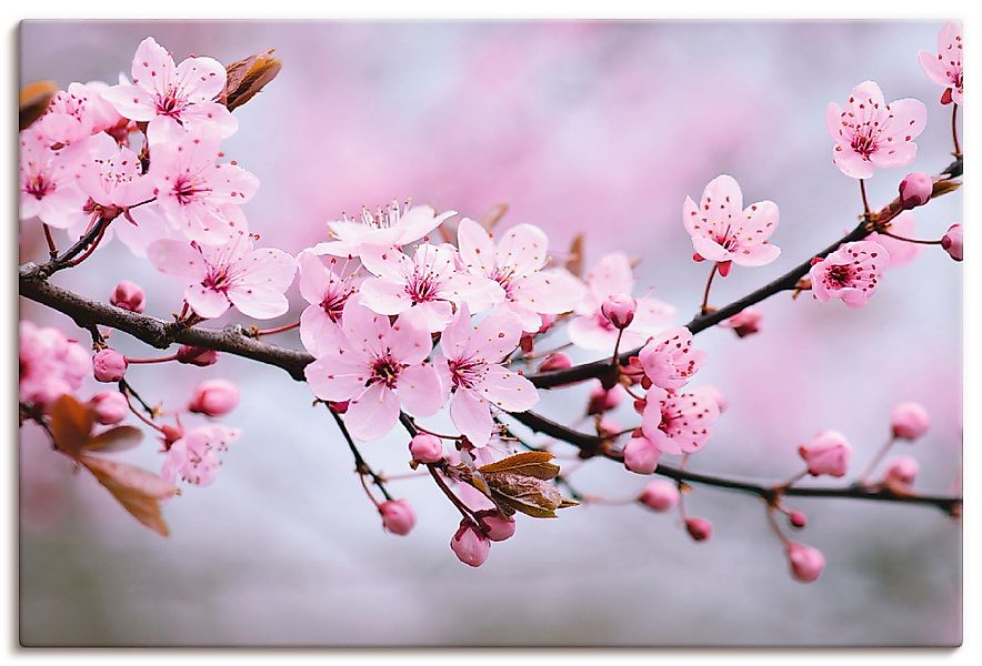 Artland Wandbild Kirschblüten, Blumen (1 St), günstig online kaufen
