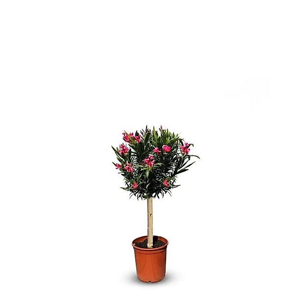 Sunny-Tree Oleander auf Stamm Farbe Rot Nerium Oleander Höhe 90-110 cm Pfla günstig online kaufen
