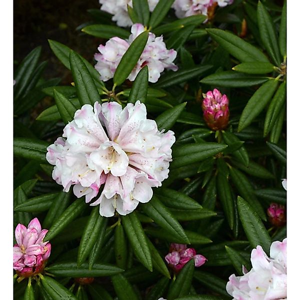 Großblumige Rhododendron Blewbury 50-60cm - Alpenrose günstig online kaufen