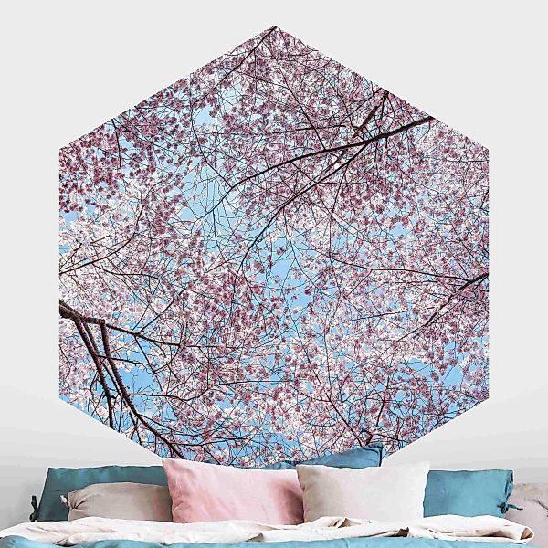 Hexagon Mustertapete selbstklebend Kirschblütenzweige vor blauem Himmel günstig online kaufen