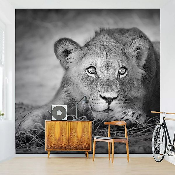 Fototapete Lurking Lionbaby günstig online kaufen