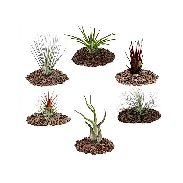 Exotenherz Zimmerpflanze 6 verschiedene Tillandsien im Set günstig online kaufen