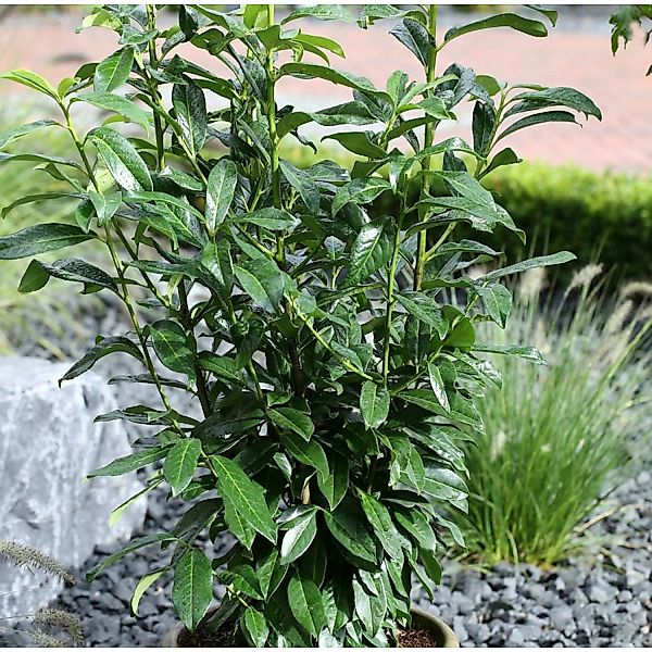 Kirschlorbeer Antonius 40-60cm - Prunus laurocerasus günstig online kaufen