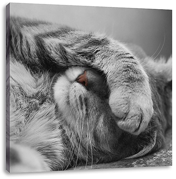 Pixxprint Leinwandbild niedliche Katze beim schlafen, günstig online kaufen