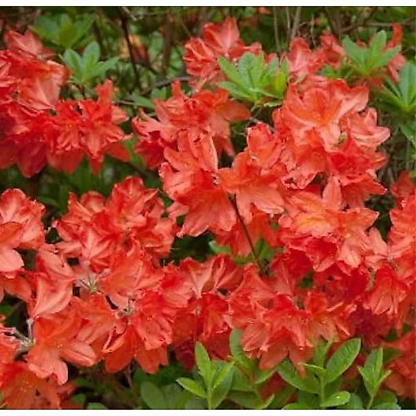 Azalee Balzac 40-50cm - Rhododendron luteum - Alpenrose günstig online kaufen