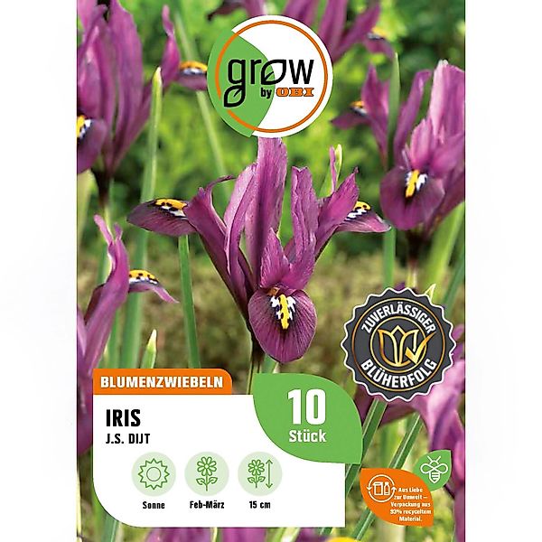 GROW by OBI Schwertlilie J.S. Dijt Purple 10 Stück Iris reticulata Purple H günstig online kaufen