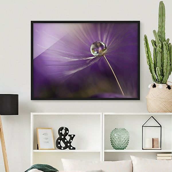 Bild mit Rahmen Blumen - Querformat Pusteblume in Violett günstig online kaufen