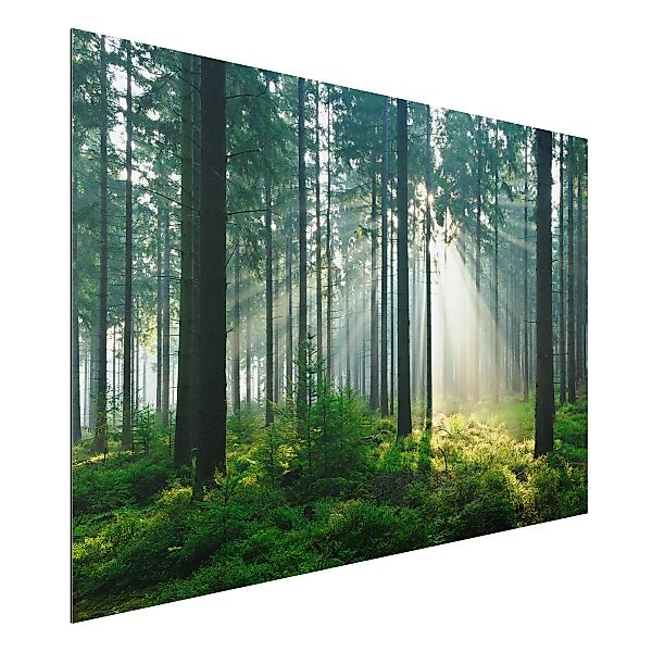 Alu-Dibond Bild Natur & Landschaft - Querformat 3:2 Enlightened Forest günstig online kaufen
