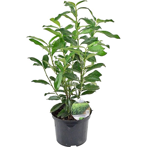 Kirschlorbeer Genolia Höhe ca. 60 cm - 70 cm Topf ca. 5 l Prunus günstig online kaufen