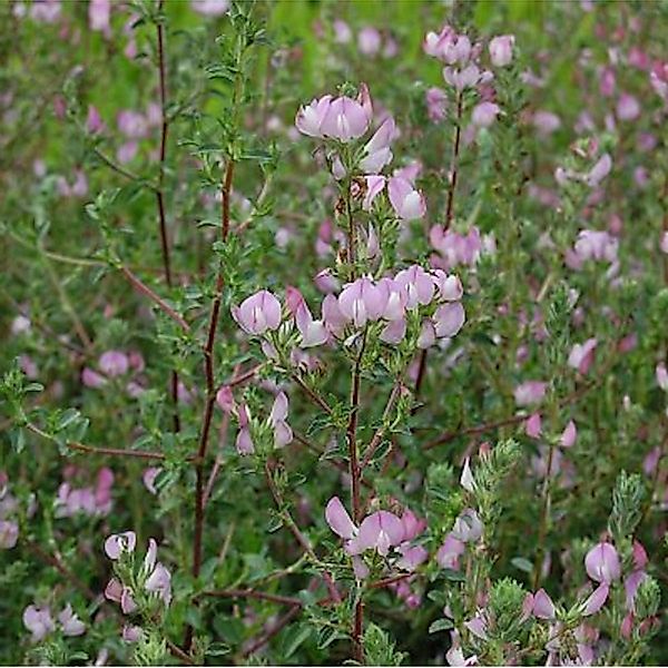 Dornige Hauhechel - Ononis spinosa günstig online kaufen