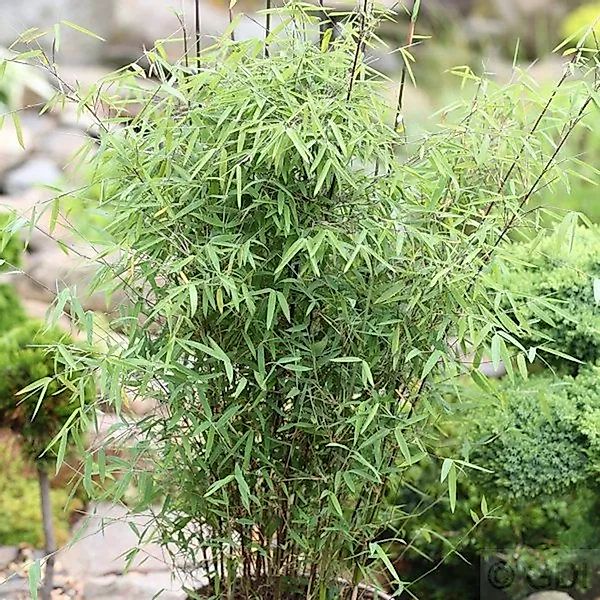 Schirmbambus 125-150cm - Fargesia murielae günstig online kaufen