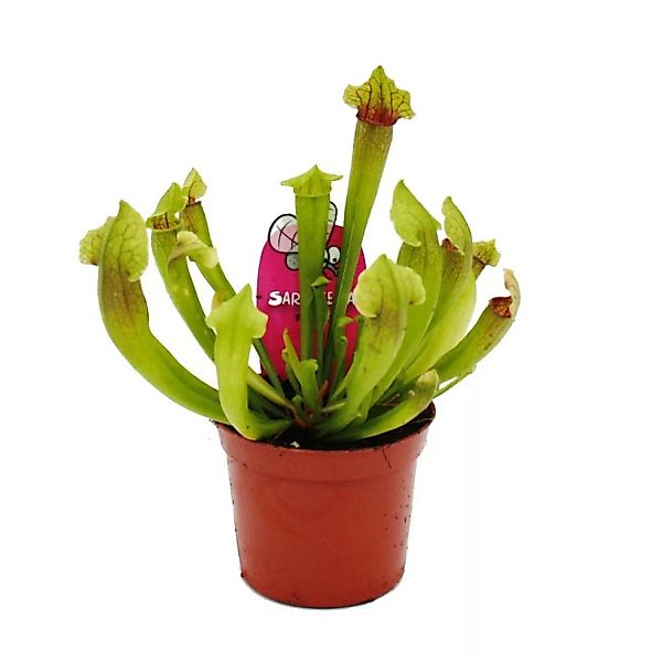 Exotenherz Schlauchpflanze Sarracenia Fiona Fleischfressende Pflanze 9cm To günstig online kaufen