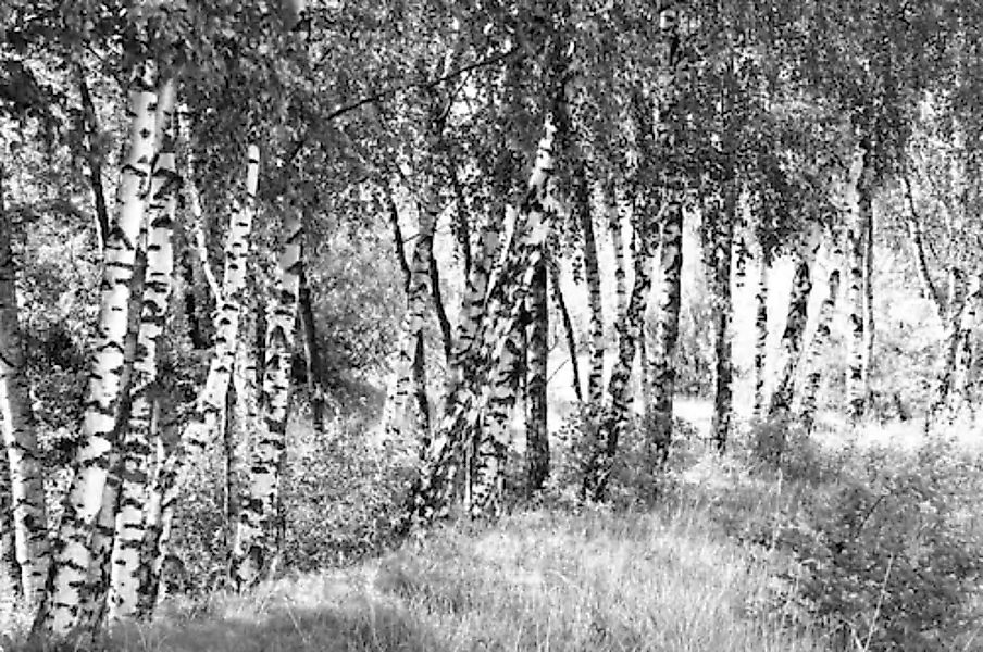 Papermoon Fototapete »Birkenwald Schwarz & Weiß« günstig online kaufen