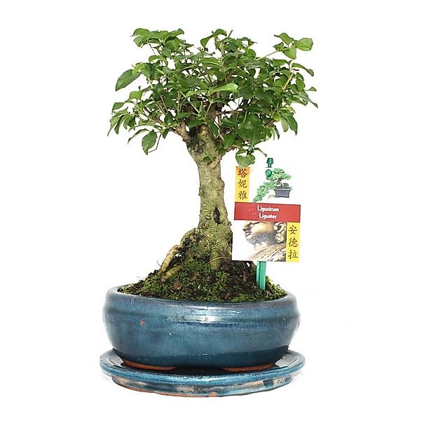 Exotenherz Zimmerpflanze Bonsai Chin. Liguster Ligustrum sinensis ca. 6 Jah günstig online kaufen