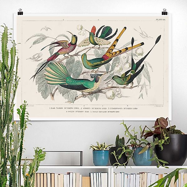 Poster Kolibri-Diagramm günstig online kaufen