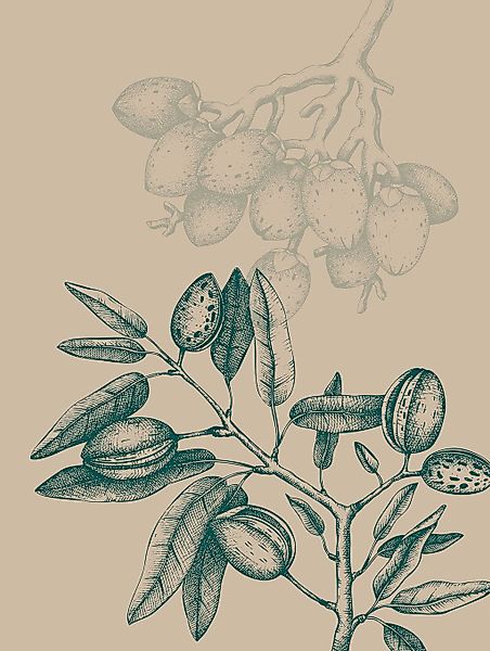 Komar Bild "Wild Mandolino" Natur 1 Stk. tlg. Wandbild zur Dekoration - ohn günstig online kaufen