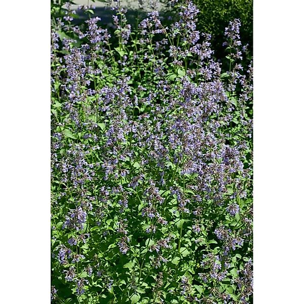 Nepeta Grandiflora Pool Bank Großblütige Katzenminze Ca. 9x9 cm Topf günstig online kaufen