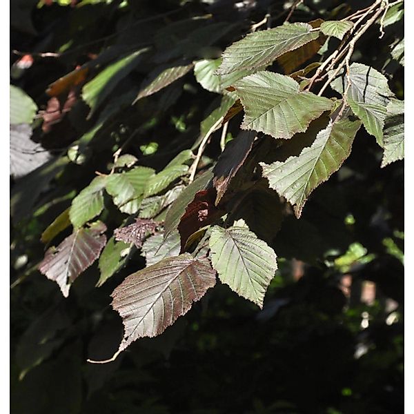 Purpur Hasel 60-80cm - Corylus maxima günstig online kaufen