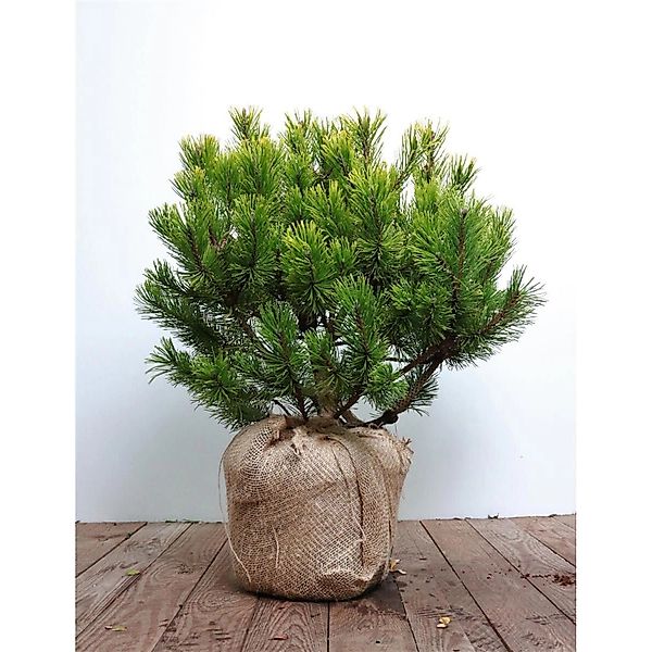 Pinus Mugo Winter Gold Bergkiefer Goldgelb 40–50 cm günstig online kaufen