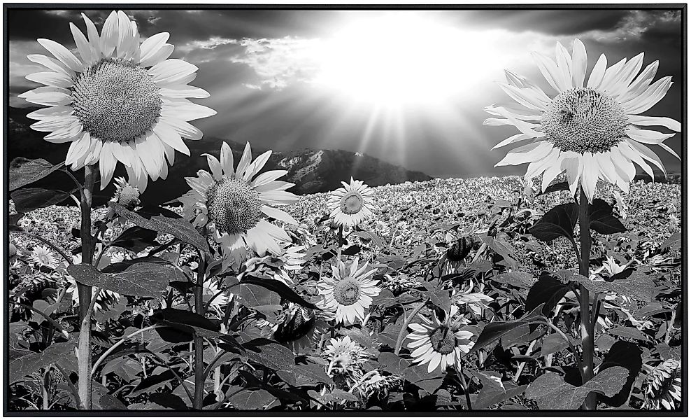 Papermoon Infrarotheizung »Pusteblume Schwarz & Weiß«, sehr angenehme Strah günstig online kaufen