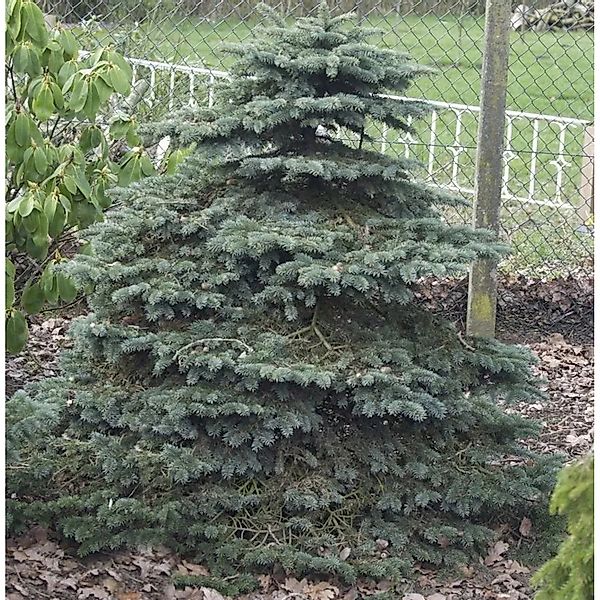 Blaue Stechfichte Super Blue Seedling 70-80cm - Picea pungens günstig online kaufen