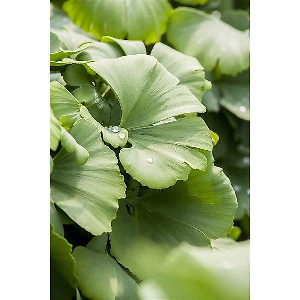 Ginkgo Biloba Globus Fächerblattbaum Kompakt 40–60 cm günstig online kaufen