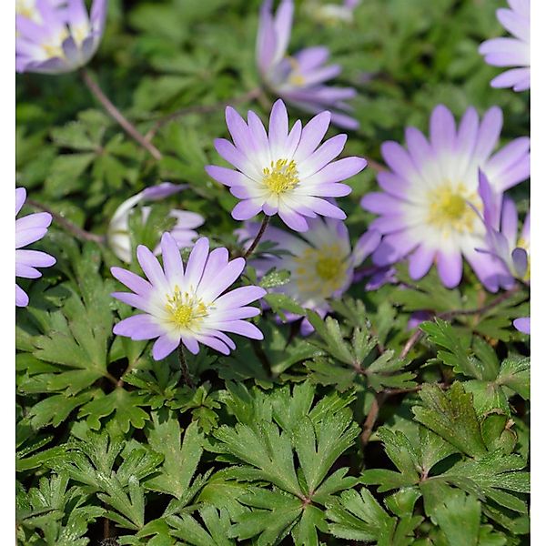 Balkanwindröschen Charmer - Anemone blanda günstig online kaufen