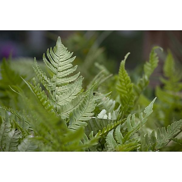 Dryopteris Erythrosora Rotschleierfarn 2-3 Liter Container günstig online kaufen